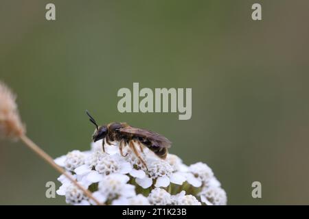 Eine orangenbeinige Furchenbiene sitzt auf einer Blume zur Bestäubung Stockfoto