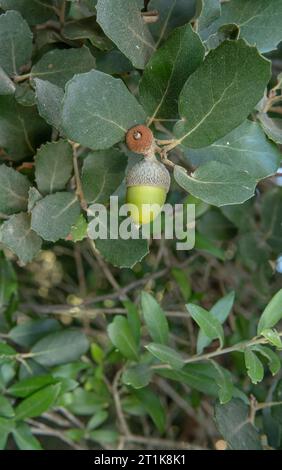 Nahaufnahme von Eicheln auf einer Steineiche, Quercus ilex, in einem mediterranen Wald auf Mallorca, Spanien Stockfoto