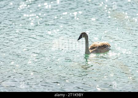 Junger Schwan schwimmt allein im klaren Wasser eines Kiesgrube Stockfoto