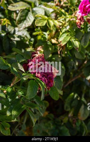 Rosenbusch, verwelkte Rose Stockfoto