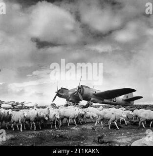 Royal Air Force Operationen im Nahen Osten und in Afrika, 1939-1943. Schafe grasen friedlich vor Bristol Beaufighter Mark IVFs von Nr. 153 Squadron RAF bei Setif, Algerien. Der Zensor hat die Luft Abfangen radar Antennen aus dem Flugzeug gelöscht. Stockfoto