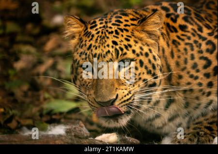 Nordchinesischer Leopard (Panthera pardus japonensis) in Gefangenschaft gezüchtet. Stockfoto