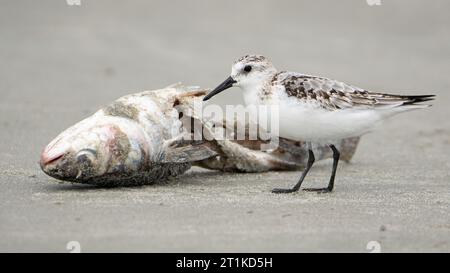 Ein sanderling, der einen toten Fisch überprüft. Stockfoto