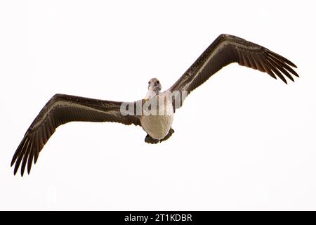 Ein brauner Pelikan, der über den Strand fliegt. Das ist eine junge östliche Art. Stockfoto