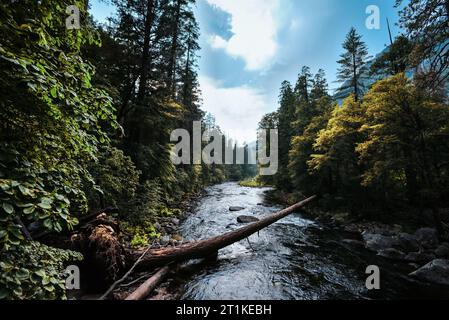 Ein Fluss, der durch den Wald im Yosemite-Nationalpark, Kalifornien, fließt Stockfoto