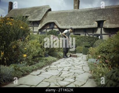 Szenen in Stratford-on-Avon, England, 1943 C Trieman, der Gärtner an der Ann Hathaway's Cottage in Stratford, fegt die Blätter im Herbst. Stockfoto