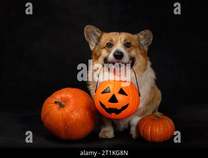 Lustiger und lustiger Corgi Hund Welpe für halloween sitzt im Studio auf einem schwarzen Leinwand Hintergrund Stockfoto