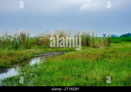 kash Flower und ländliche westbengalen indien Stockfoto