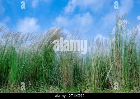 kash Flower und ländliche westbengalen indien Stockfoto