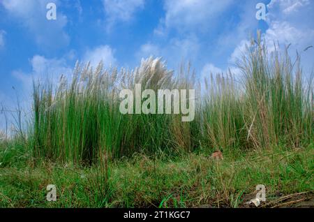 kash Flower und ländliche westbengalen indien Stockfoto