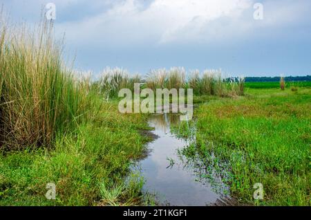 kash Flower und ländliche westbengalen indien Stockfoto