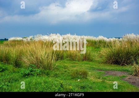 kash Flower und ländliche westbengalen indien Stockfoto