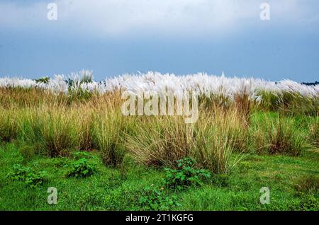 kash Flower und ländliche westbengalen indien Stockfoto