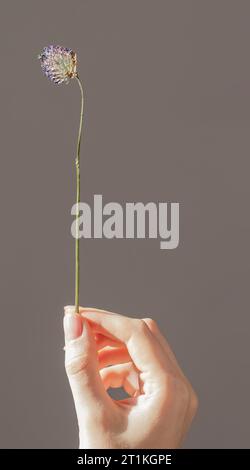 Trockene Blume, getrocknete gepresste Blumenkraut, Feldweide Kraut in der Hand Stockfoto