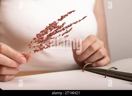 Hand hält getrocknete gepresste Blume für Botanik-Album Stockfoto