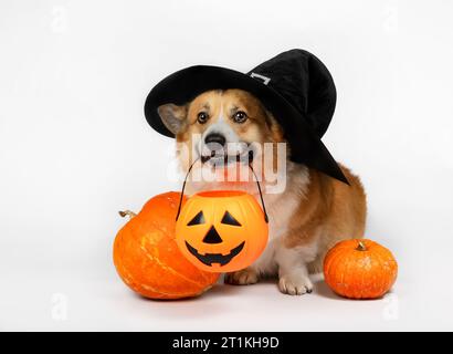 Fröhlicher und lustiger Corgi Hund Welpe in einem Kostüm und einem schwarzen Halloween Hut sitzt zwischen orangen Kürbissen im Studio auf einem weißen isolierten Hintergrund Stockfoto
