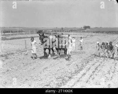 Bildung und Landwirtschaft an Ashwell Merchant Taylors Schule in der Nähe von Baldock, Hertfordshire, England, 1942 Jean Harwell (links) und Alice Norman führen Pferde Daisy und Kapitän in einen Lichtpunkt Eggen an ihrer Schule im Ashwell, nördlich von Baldock in Hertfordshire. Zwei andere Kinder, und der Bauer, von dem die Pferde ausgeliehen wurden, zusammen hinter Folgen, die Sonne, während Sie beobachten Auf der Egge erfreuen. Auf der rechten Seite des Fotos, eine Gruppe von fünf Mädchen zum Hacken verpflichten. Stockfoto