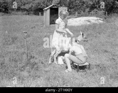 Bildung und Landwirtschaft an Ashwell Merchant Taylors Schule in der Nähe von Baldock, Hertfordshire, England, 1942 Martin Whitby sitzt in einem kleinen Hocker der Schule Ziege Milch wie Maria Sheddrick hält das Tier ständig an der Leine auf dem Gelände des Ashwell Merchant Taylors Schule in der Nähe von Baldock. Stockfoto