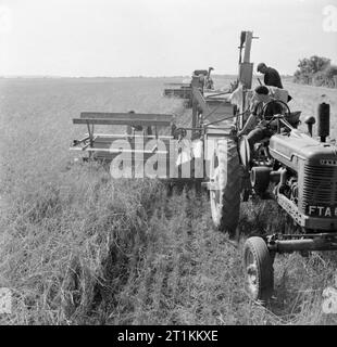 Die Ernte am Mount Barton, Devon, England, 1942 Männer Mais in der mit einem Traktor sonnenschein Ernte gezogenen Mähdrescher auf den riesigen Weiten der zuvor brachflächen an hollocombe Moor, Devon. Stockfoto