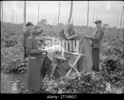 Hopping in Kent-Hop-Kommissionierung in Yalding, Kent, England, UK, 1944 Auf einem Hop Farm im Yalding, Kent, eine Gruppe von Hop-Pflücker leer den Inhalt einer großen Leinwand bin (in die frisch gepflückt Hopfenzapfen wurden) in einen Sack, mit Hilfe von einem Korb. Frau Hicks (links im Vordergrund), deren Aufgabe es ist, sich zu messen und die Mengen Buch, schaut an. Im Hintergrund, die Reihen von Stangen und Drähte, die verwendet wurden, um den Hopfen gesehen Stretching in der Ferne werden kann. Stockfoto