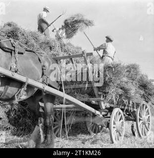 Die Ernte am Mount Barton, Devon, England, 1942 Landarbeiter übertragen Weizen aus einem pferdefuhrwerk Heuwagen zu einem großen Rick in einem Feld, wahrscheinlich auf hohlen Moor, Devon. Stockfoto