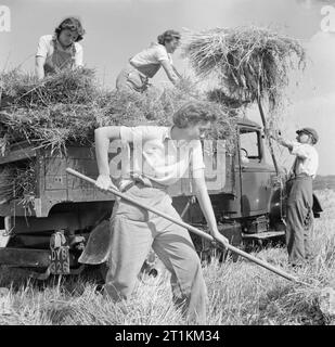 Die Ernte am Mount Barton, Devon, England, 1942 Land Mädchen Joan Tag, ihre Schwester Ivy, und Iris Andrews helfen ein Landwirt stooks der geernteten Hafer in einen Lkw in der Sonne auf hohlen Moor, Devon übertragen. Stockfoto