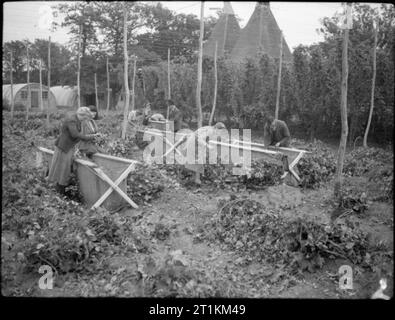 Hopping in Kent-Hop-Kommissionierung in Yalding, Kent, England, UK, 1944 eine Gruppe von Hop-Picker nach einem Tag der Entnahme an einem Bauernhof in Yalding, Kent. Sie sind durch die Reben, um sicher zu stellen, dass alle die Hopfenzapfen in die große Leinwand Fächer um das Feld entfernt wurden und platziert. Im Hintergrund, einige der Hütten, in denen diese Picker wohnen, können gesehen werden, und von den Oberseiten der beiden oast Häuser können auch deutlich zu sehen. Stockfoto