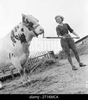 Land Mädchen Iris Joyce führenden ein Stier auf einem Bauernhof irgendwo in Großbritannien während 1942. Land Mädchen Iris Joyce führt ein Stier auf einem Bauernhof irgendwo in Großbritannien. Iris hatte zuvor eine Schreibkraft, aber nach vier Wochen Training am Northampton Institut für Landwirtschaft, sie ist jetzt zuversichtlich, dass mit solchen Tieren und alle Aspekte ihrer Arbeit in die Women's Land Army zu beschäftigen. Stockfoto