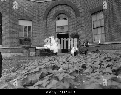 Herrenhaus wird Mutterschaft Startseite - Leben bei Brocket Hall, Welwyn, Hertfordshire, 1942 Miss E W Lager (rechts), eine große Ernte von Bohnen auf dem Gelände des Brocket Hall neigt. Miss lieferbar war eine Schwester im City Road Maternity Hospital und jetzt hält die Brocket Hall Krankenhaus mit Gemüse versorgt. Hinter ihr, eine andere Krankenschwester hilft eine neue Mutter in einem Bett auch aus Türen einstellen. Ein kleiner Hund kann auf Miss Lieferbar schubkarre gesehen werden. Hinter ihnen, einige blast Schäden an den Fenstern der Halle sichtbar ist. Stockfoto