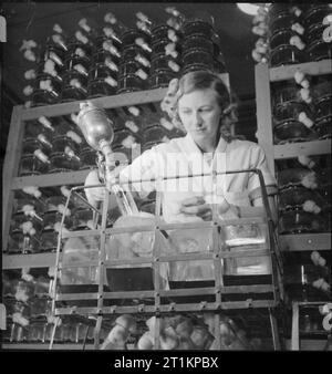 Penicillin Vergangenheit, Gegenwart und Zukunft- Entwicklung und Produktion von Penicillin, England, 1943. Stockfoto