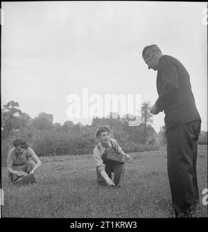 Die Gärten von Kew - die Arbeit von Kew Gardens in Kriegszeiten, Surrey, England, UK, 1943 Kurator von Kew Gardens, Herr Campbell, beaufsichtigt die Ernte von Saatgut aus der Kamille rasen durch Mitglieder der Women's Land Army. Die Kamille war auf Antrag des Innenministeriums Sicherheit als schnell wachsende, drahtige Tarnung für Neue flugplätze verwendet werden gepflanzt. Stockfoto