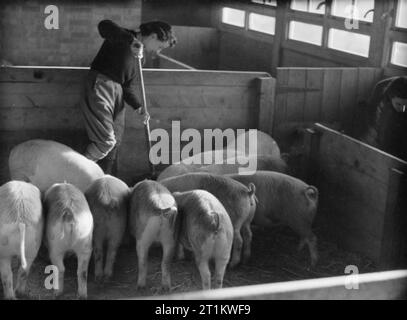 Women's Land Army Training, wahrscheinlich in Cannington Farm, Somerset, England, C 1940 zwei Mitglieder der Women's Land Army klar aus dem Schweinestall, wahrscheinlich an der WLA-Training Center in Cannington, c 1940. Stockfoto