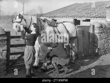 Women's Land Army Training in Cannington Farm, Somerset, England, C 1940 zwei Mitglieder der Armee - Kabelbaum für die Frauen ein Pferd an der WLA-Training Center in Cannington, c 1940. Stockfoto