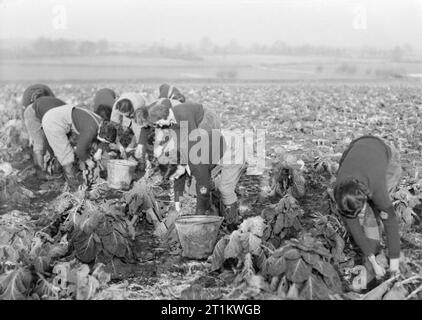 Women's Land Army Training in Cannington Farm, Somerset, England, UK, c 1940 einer Gruppe von Land Mädchen pick Rosenkohl als Teil ihrer Ausbildung bei Cannington Farm, Somerset. Stockfoto