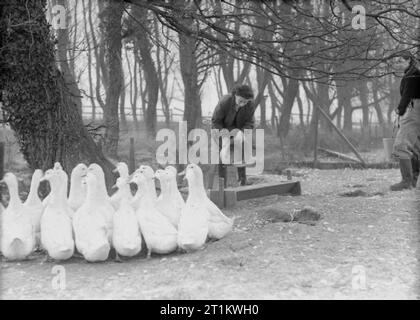 Women's Land Army Training, wahrscheinlich in Cannington Farm, Somerset, England, C 1940 zwei Mitglieder der Armee feed Gänse der Frauen, vermutlich an der WLA-Training Center in Cannington, c 1940. Stockfoto