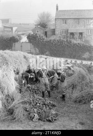 Women's Land Army Training, Cannington, Somerset, England, C 1940 Land Mädchen Reinigung mangelwurzels für Viehfutter. Stockfoto