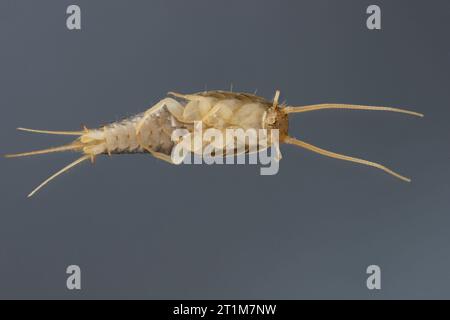 Silberfische (Lepisma saccharina), adulte. Sichtbare Unterseite des Körpers. Stockfoto