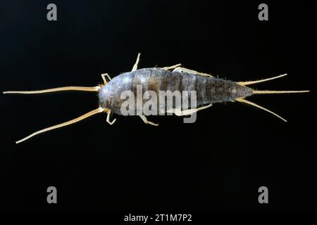 Silberfische (Lepisma saccharina), adulte. Isoliert auf schwarzem Hintergrund. Draufsicht. Stockfoto