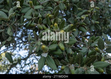 Nahaufnahme von Eicheln auf einer Steineiche, Quercus ilex, in einem mediterranen Wald auf Mallorca, Spanien Stockfoto