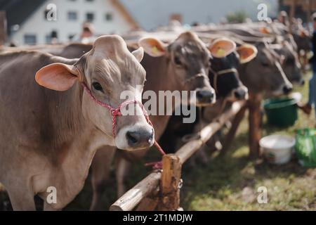 Eine Gruppe von Kühen auf dem Feld Stockfoto