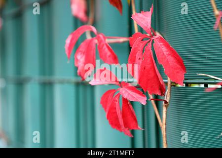 Buntes Laub im Herbst Wilder Wein rankt an einem Sichtschutzzaun *** buntes Laub im Herbst Wilde Weinranken auf einem Privatzaun Credit: Imago/Alamy Live News Stockfoto