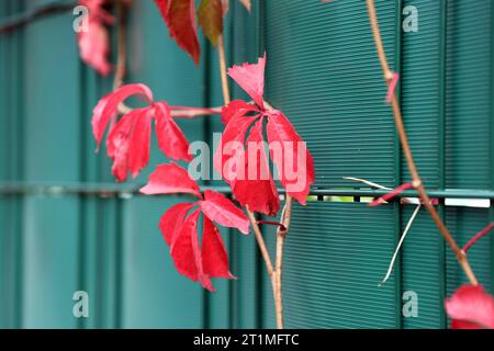 Buntes Laub im Herbst Wilder Wein rankt an einem Sichtschutzzaun *** buntes Laub im Herbst Wilde Weinranken auf einem Privatzaun Credit: Imago/Alamy Live News Stockfoto