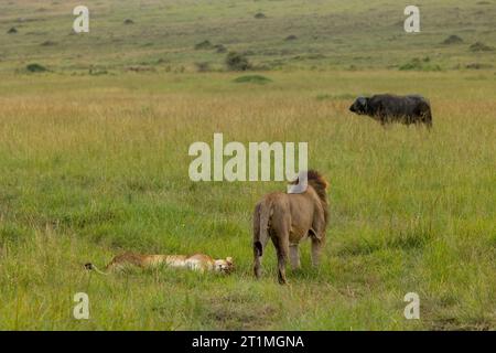 Männlicher Löwe starrt afrikanische Büffel an, während Löwe im Gras schläft Stockfoto