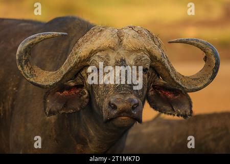 Afrikanischer Büffel-Porträt Stockfoto
