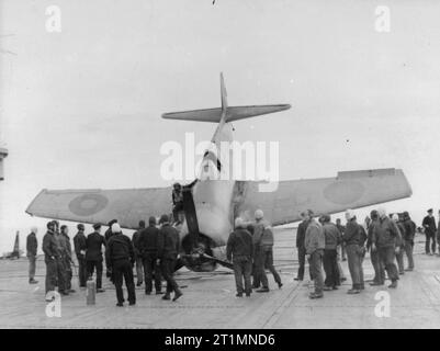 Die Royal Navy während des Zweiten Weltkrieges eine unverletzt Pilot der Königlich Niederländische Marine klettert aus seinem abgestürzten Grumman Hellcat, seine Nase ruht auf dem Flugdeck, nach einem Crash an Bord der HMS TROMPETER. Eine Menschenmenge sammelt rund um die Vorderseite des Flugzeugs. Stockfoto