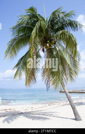 Der morgendliche Blick auf eine schiefe Palme auf der Grand Cayman Island Seven Mile Beach (Cayman Islands). Stockfoto