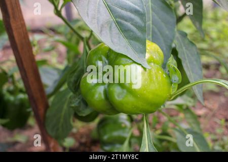 Große grüne Paprika in einem Gewächshaus in Galicien, Spanien Stockfoto