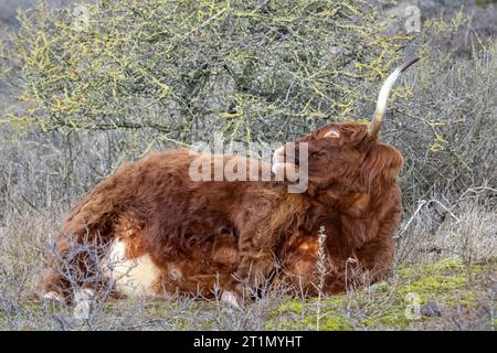 Rote schottische Hochlanderkuh, die auf ihrer Seite liegt und versucht, ihren eigenen Rücken zu lecken. Stockfoto