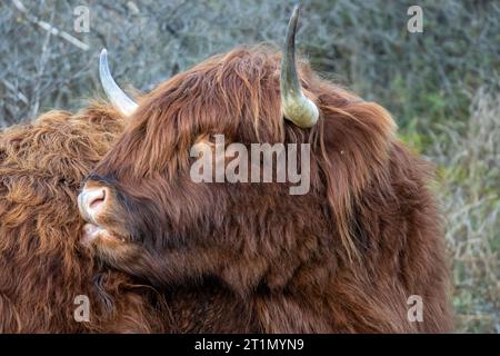 Rote schottische Hochlanderkuh, die ihren eigenen Rücken leckt Stockfoto