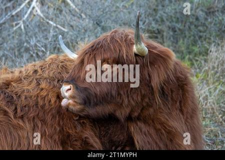 Rote schottische Hochlanderkuh, die ihren eigenen Rücken leckt Stockfoto